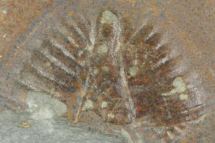 Partial Ogyginus Cordensis - Classic British Trilobite #103142